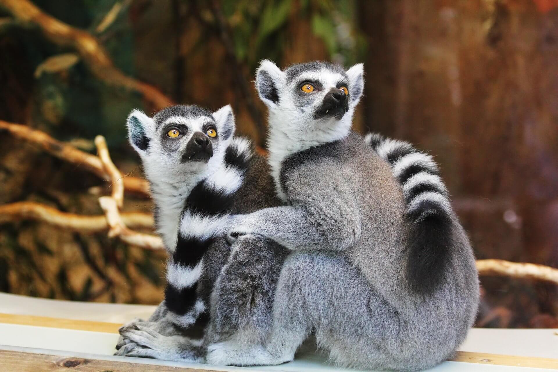 Madagascar : 90% danimaux endémiques à découvrir - Carte Voyage